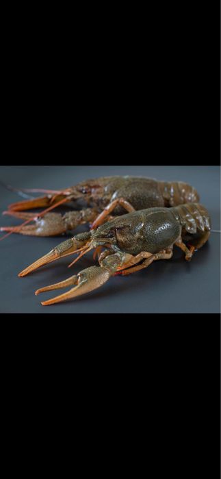 Живые и вареные раки