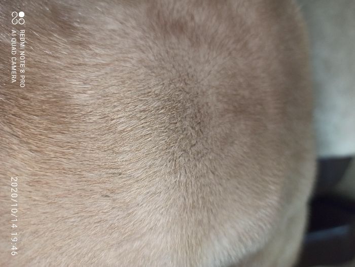 НОВАЯ ШУБА норковая, редкий цвет, фирма "Sarigianni" made Греция