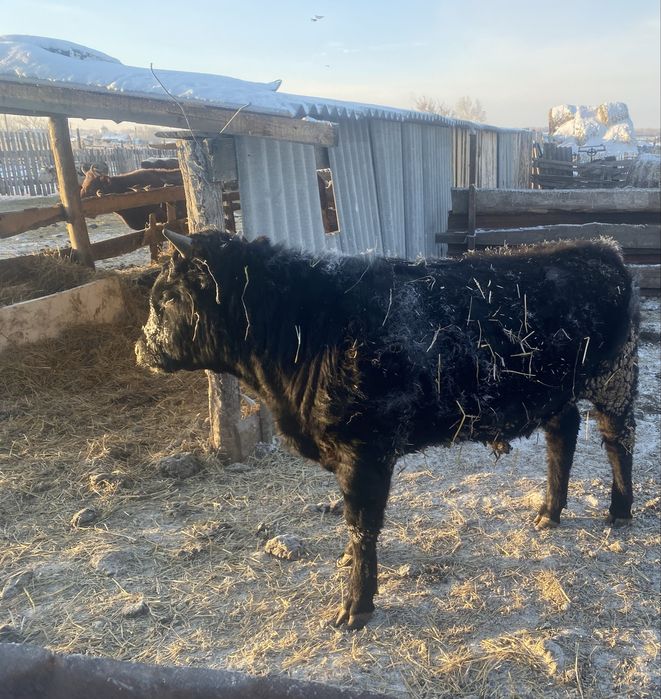 Продам бычка на откорме