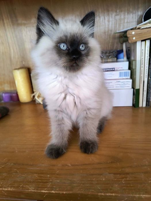 Котета Регдол / Ragdoll