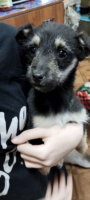 Отдам щенят в добрые руки