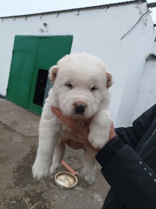 Продам Щенков Алабая