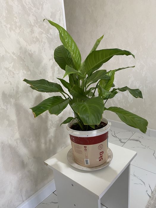 Өзіміз үйде өсірген гул