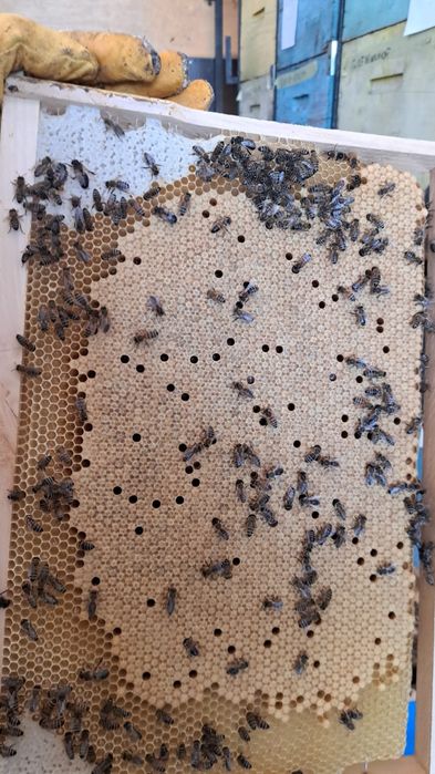 Vând familii de albine