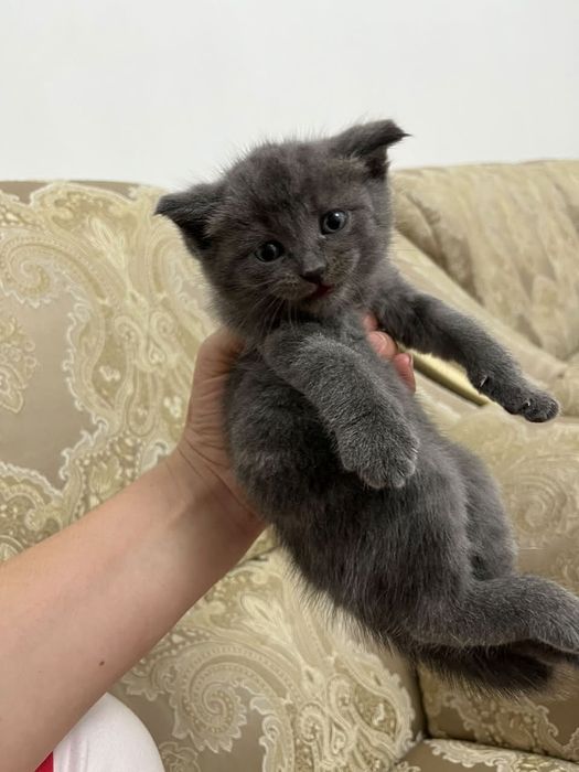 Отдам котят в хорошие руки