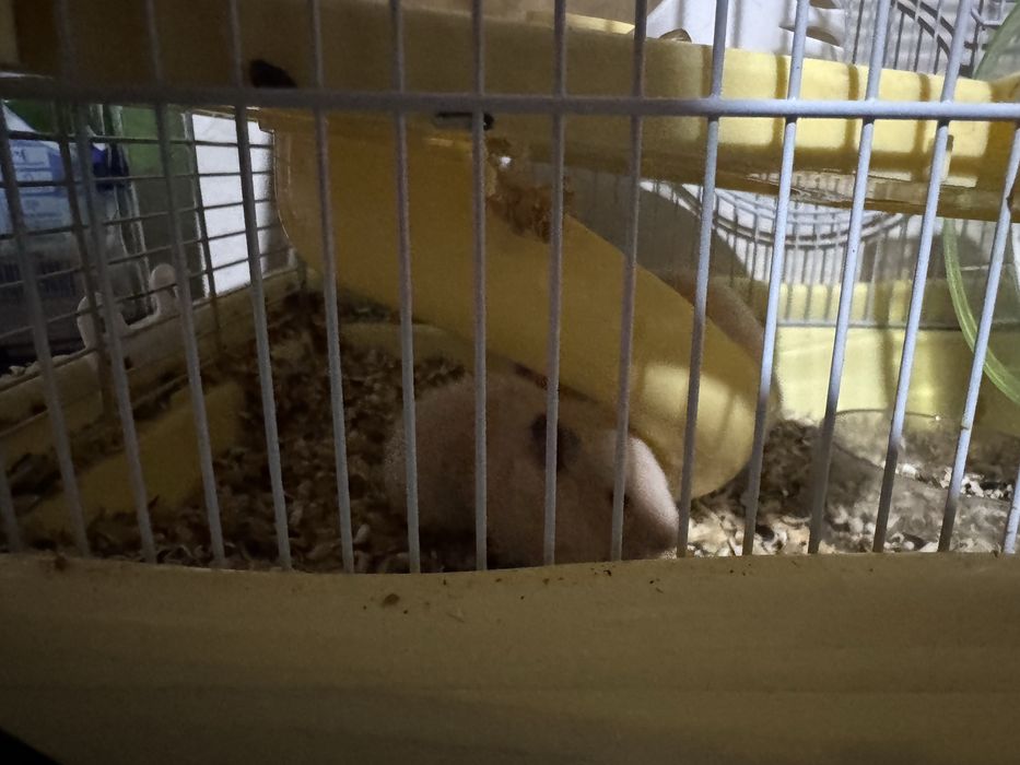 Продам хомячков