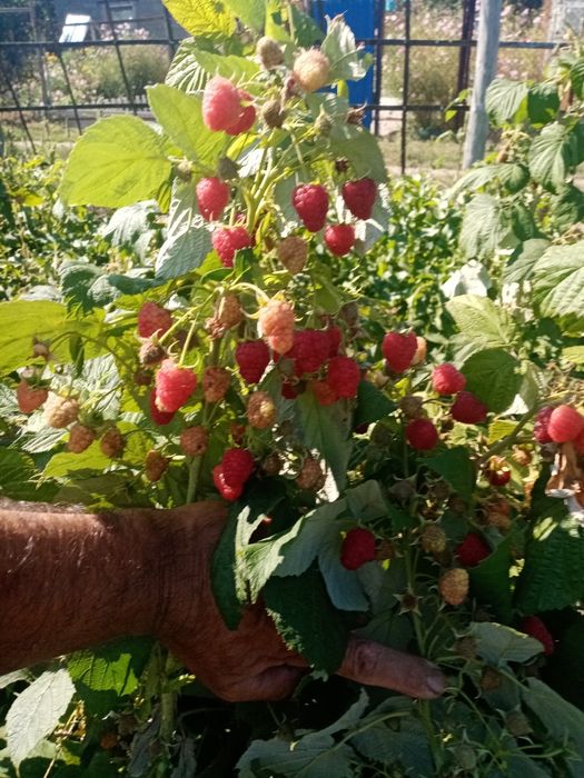 Продам саженцы малины Геракл