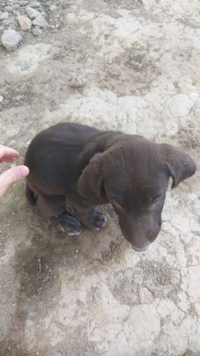Щенок Курцхаар 1.5мес