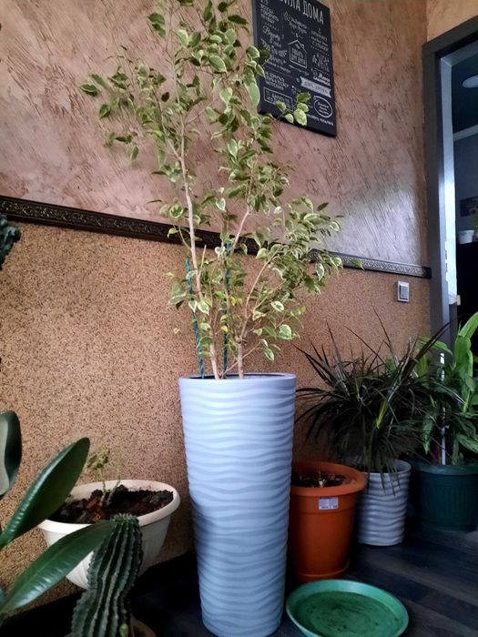 Продам комнатные растения