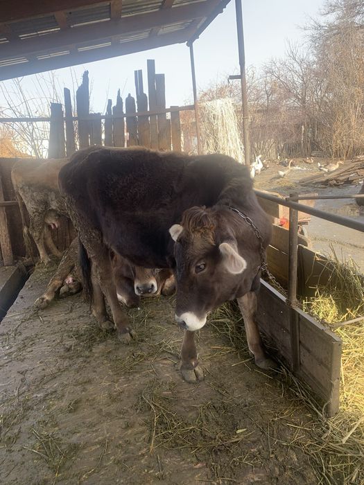 Продам телку порода алатау