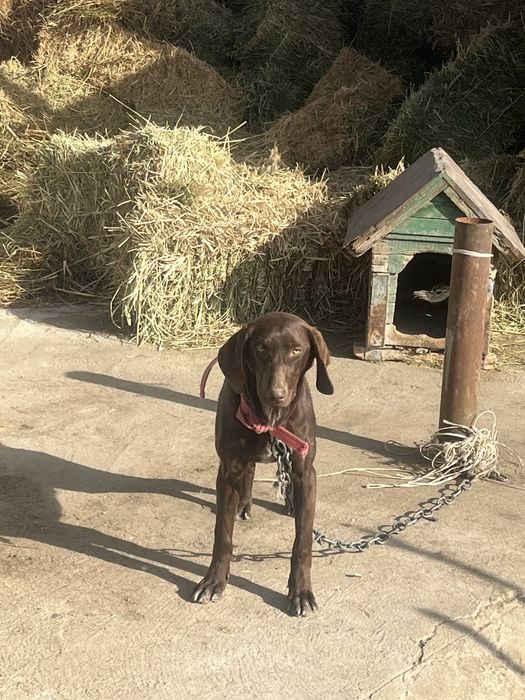 Продам сабаку куцхар