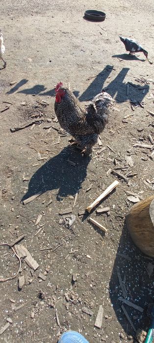 Vînd sau Schimb COCOȘ DE Rasă ȘI 2 Găini