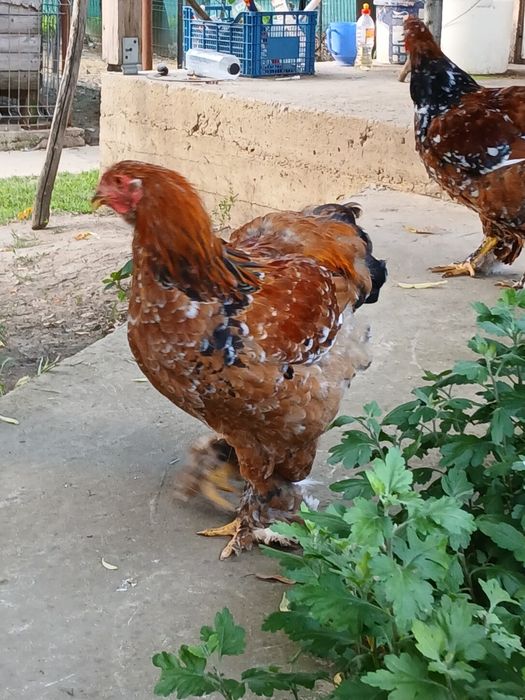 Vând Cocosi Brahma Portelan