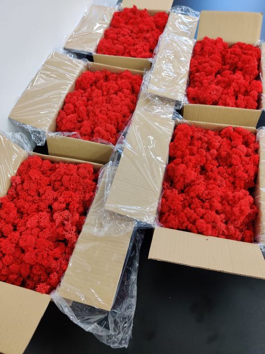 Licheni STABILIZATI, pret de producator, CALITATEA 1