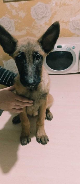 Щенки Бельгийской овчарки(Малинуа)