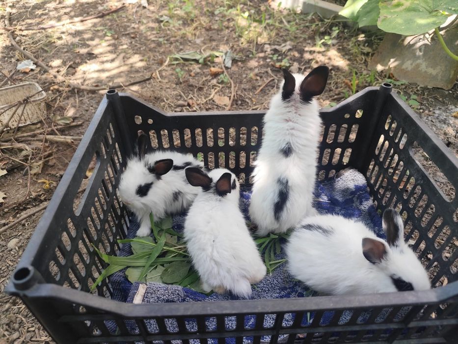 Продам крольчат декоративных