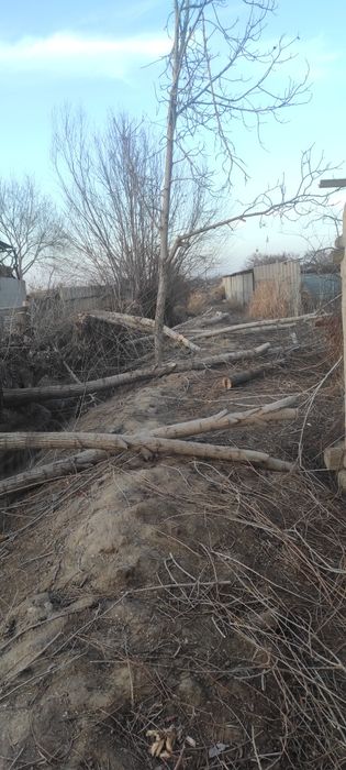 Свежий урилган Толлар сотилади