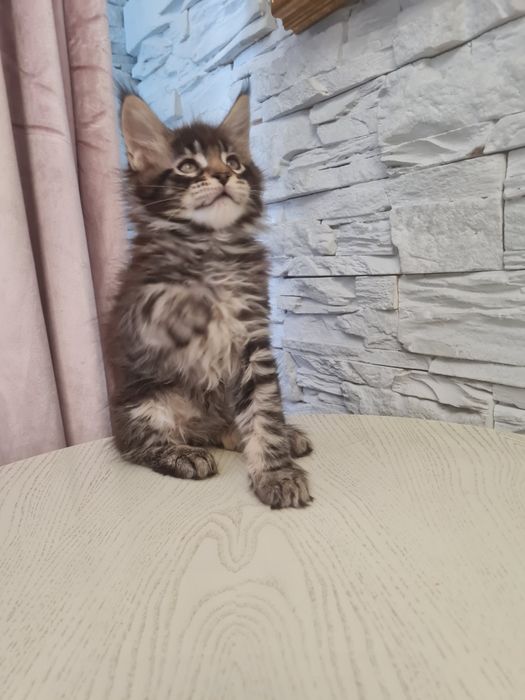 Мейн-кун котята чистопородные