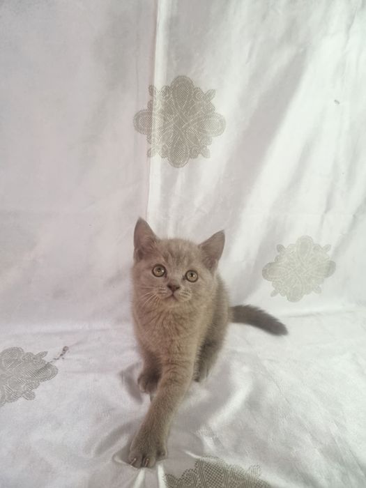 Котёнок Скотиш Страйт