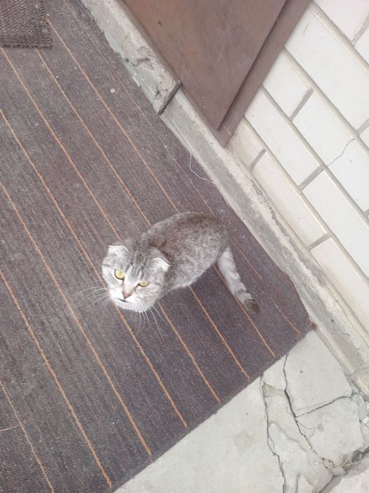 Британские кошка девочка