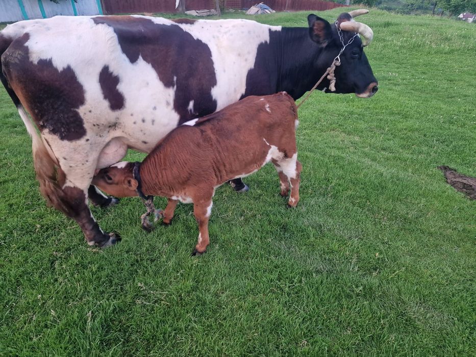 Vaca cu vițel 0784627324