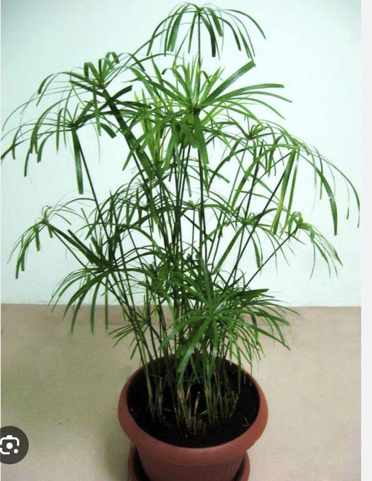 Продам домашнее растение циперус