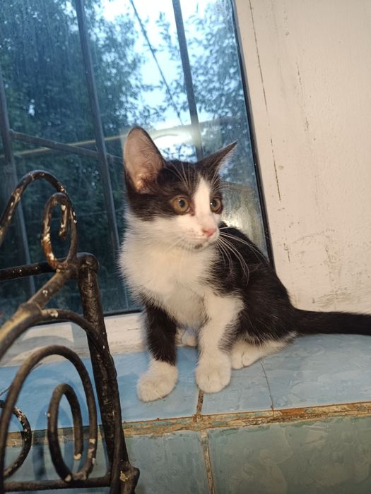 Мыргаулар, котята