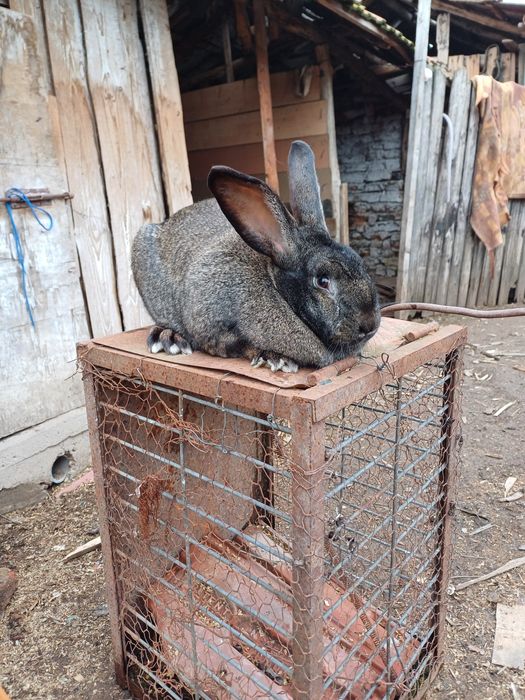 Iepuri de vânzare  rasă   berbec și  uriaș german