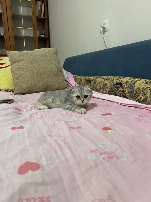 Скоттиш фолд 2та боласи