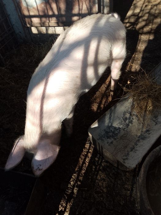 Женско прасе 35_40кг