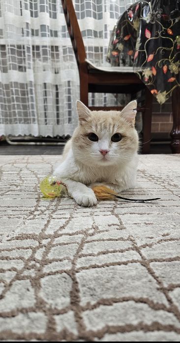 Котик ищет любящий дом