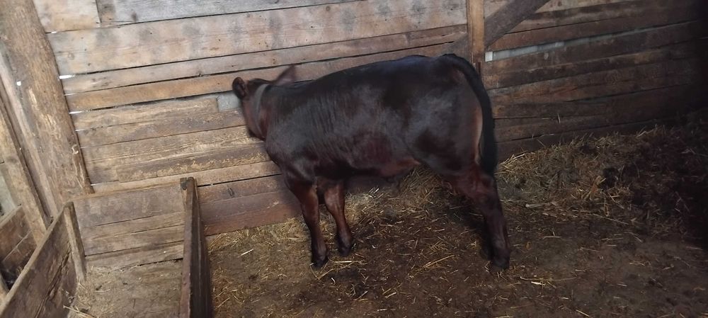 Tauras de vanzare