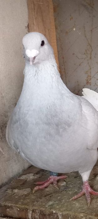 Femela standard românesc de anul trecut