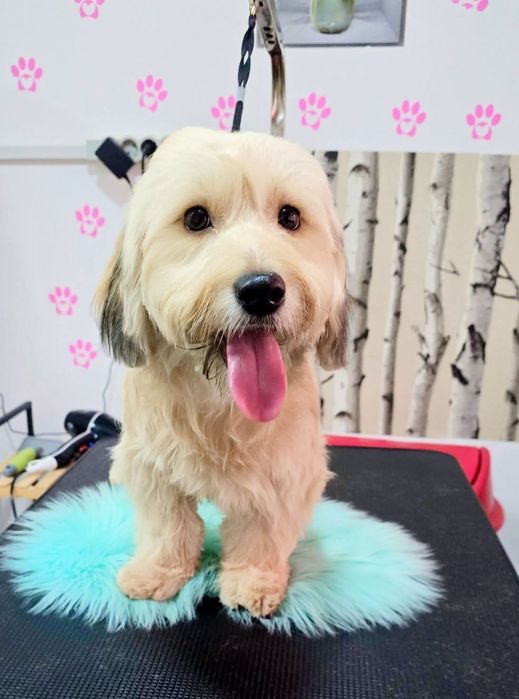 Frizerie Coafura Canina