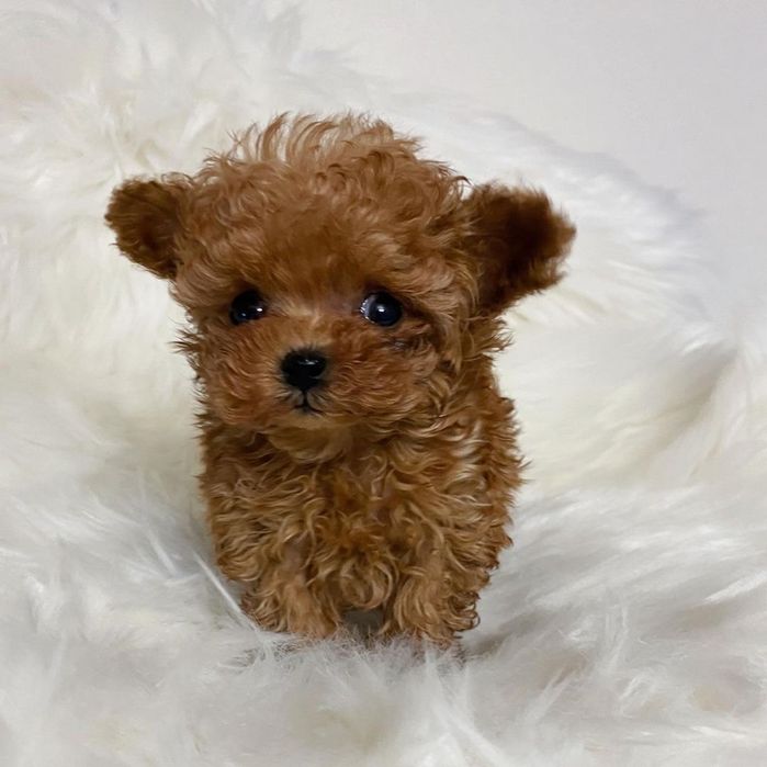 Caniche Poodle Toy Red-Brown