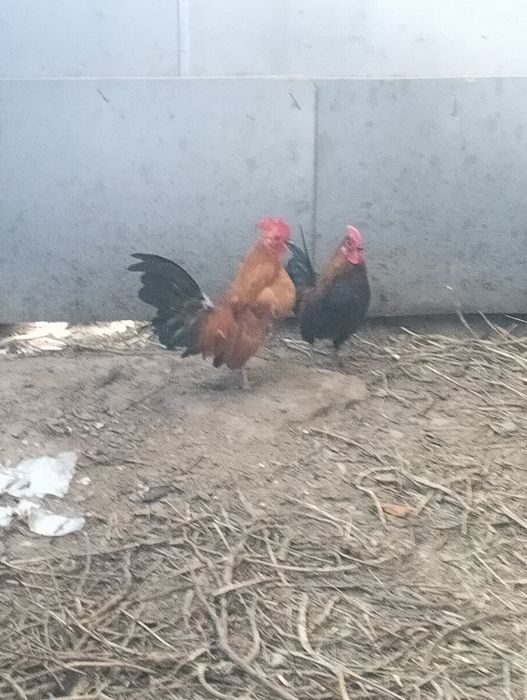 Карликовые петухи