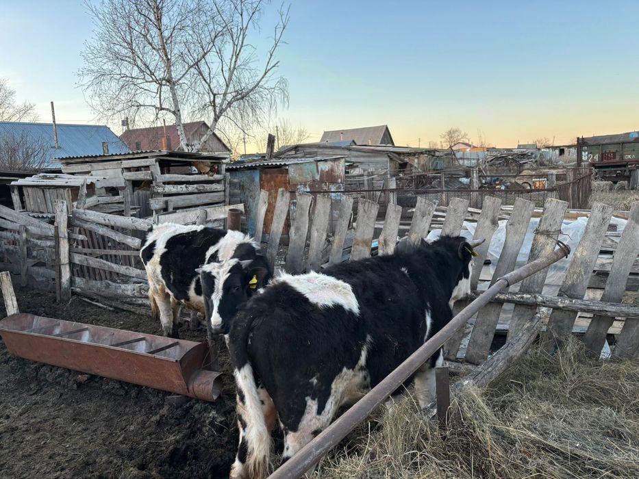 Продам быков 2 штук полтора годовалые