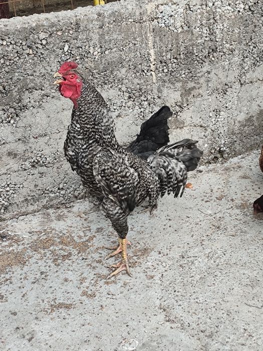 Срочно сатылады жас қораз