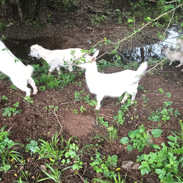 Animale de vanzare
