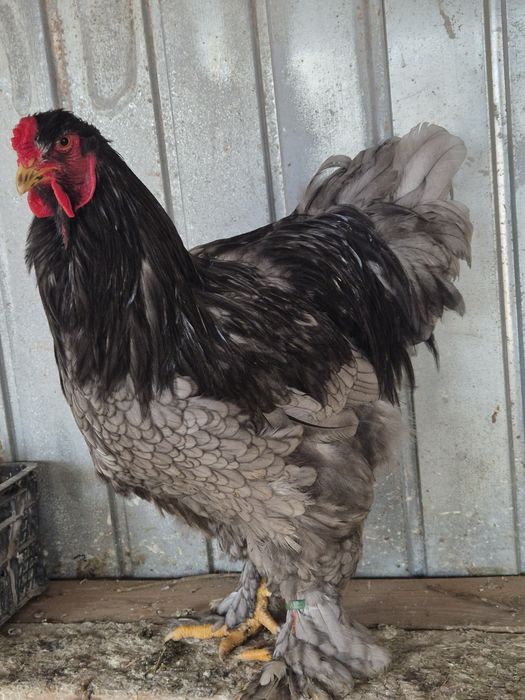 Cocosi brahma de vanzare