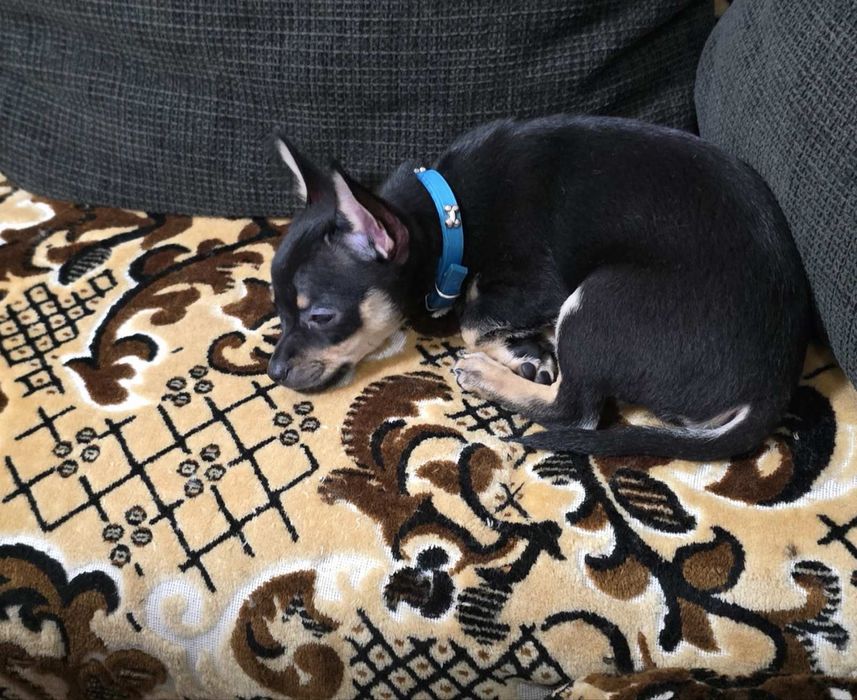 Продавам пинчер чихуахуа