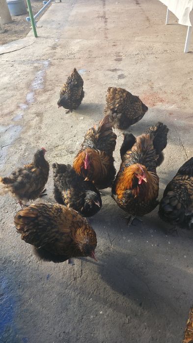 Продам Орпингтон племя