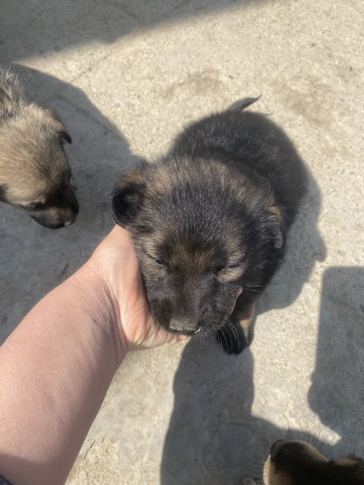 Щенки в добрые руки