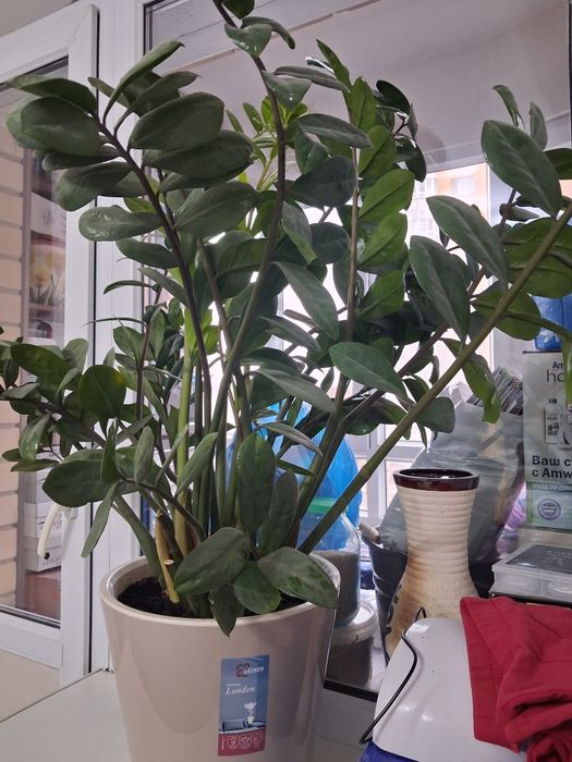 Комнатные цветы Доллар