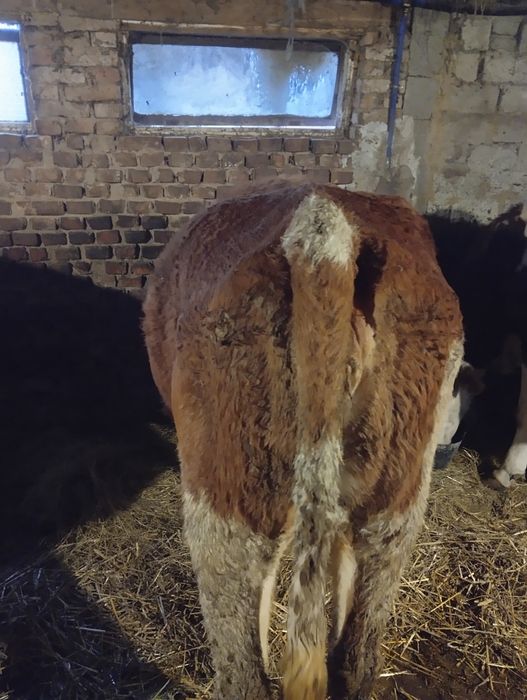 Vand 3 vaci baltata.