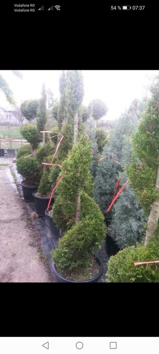 Vând tuia și brazi, mesteacăn, tei, platan, livrare în toată tara