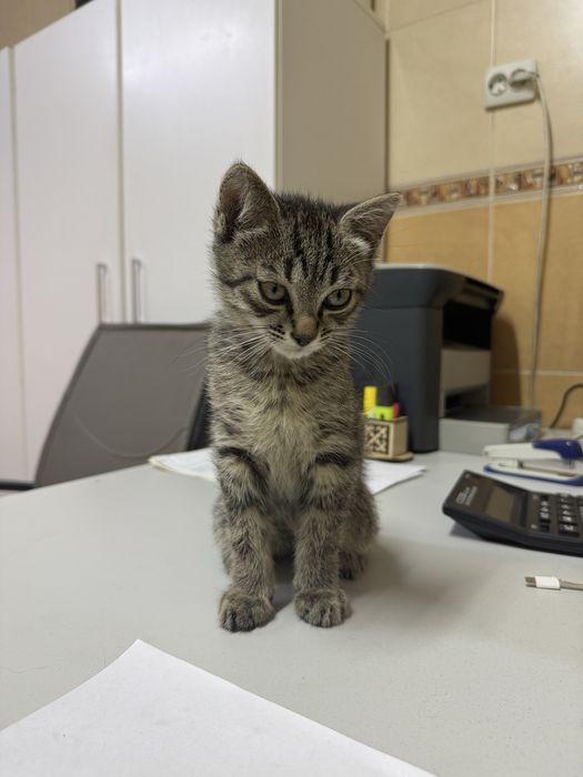 Красивые котята!