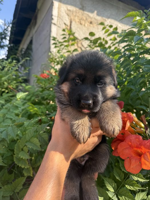 Pui ciobanesc german cu pedigree