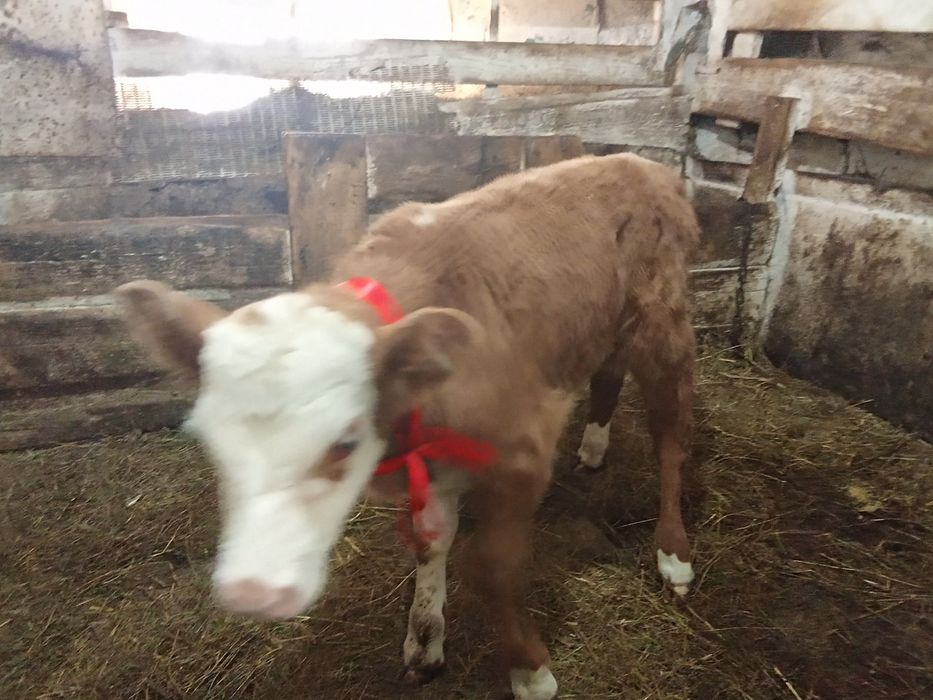 Теленок недельный