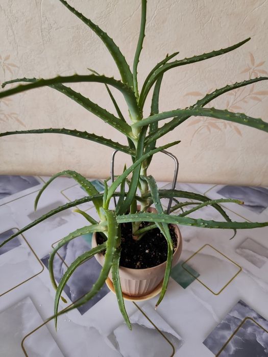 Комнатные растения, распродажа.